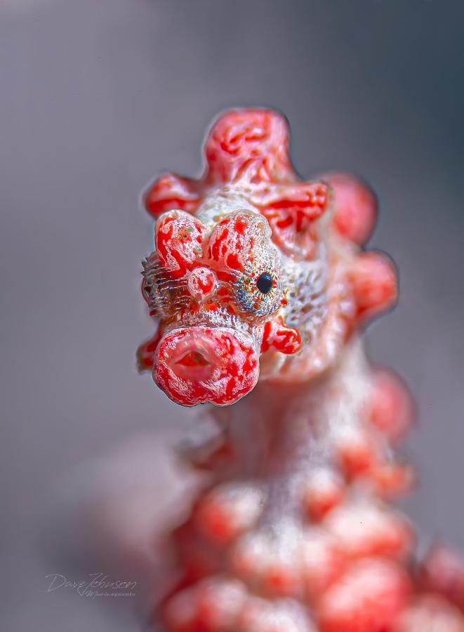 K2 Lembeh Dive Resort Bitung Экстерьер фото