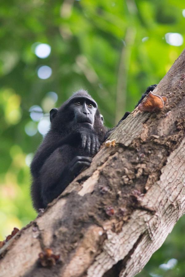 K2 Lembeh Dive Resort Bitung Экстерьер фото